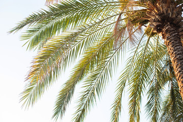 Fototapeta na wymiar palm tree with dates on sky background