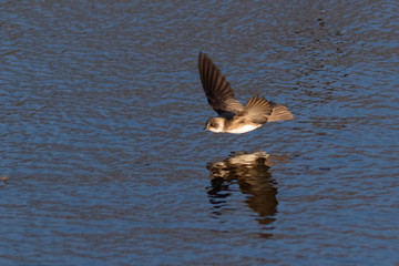 Portrait of a flying common house martin hunting for insect on water surface