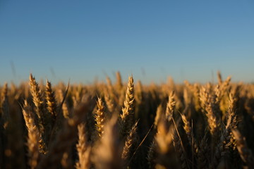 Fototapeta premium Summer Crop