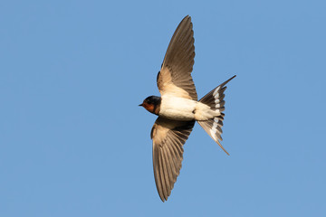 Portrait of a flying barn swallow (rustica hirundo) in front of blue background in germany