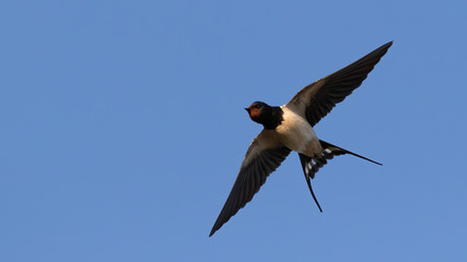 Portrait of a flying barn swallow (rustica hirundo) in front of blue background in germany