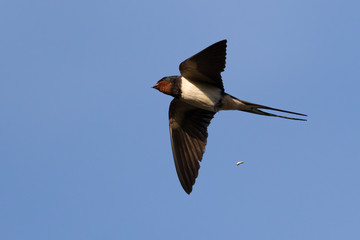 Portrait of a flying barn swallow (rustica hirundo) in front of blue background in germany
