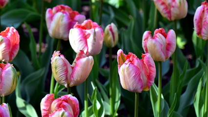 White-red beautiful tulips on a sunny day in a city park. Against the background of green leaves.