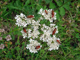 Lieu de rencontre pour scarabée