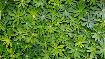 Natural background of beautiful young green lupine leaves of different colors.