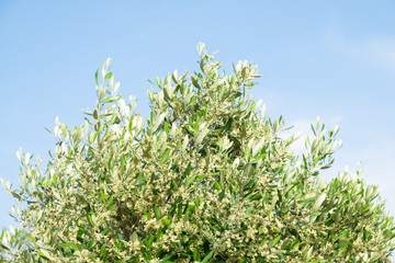 Olive tree frond rich in flowers that sprouting will generate the fruit.