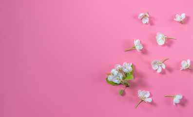 Apple tree  flowers in a flat layout on a pink background. Spring blossom composition. Top view, flat lay.