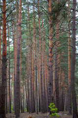 Fototapeta premium Dense pine forest. Trunks of ship pines. Tall conifers. Forest of Carpathian mountains. Background of trees. Pattern. Natural landscape. Beautiful brown tree.