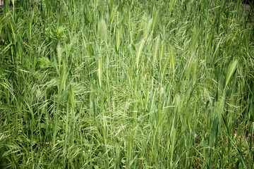 Gras grün