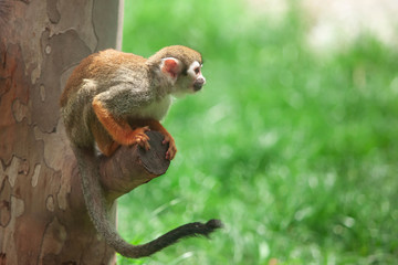 Saymiri, a little funny squirrel monkey sitting on a tree trunk