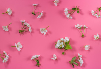 Apple and cherry tree  flowers in a flat layout on a pink background. Spring blossom composition. Top view, flat lay.