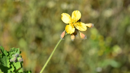 Fototapeta premium Medicinal herb St. John's wort on the green background with space for text