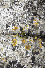 flower on ground