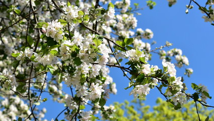 Image of blossoming apple tree flowers on a blue background