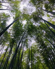 Bamboo forest