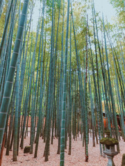 Kamakura Bamboo