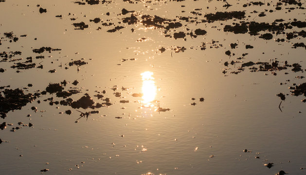 Photos of reflections of the sunset in the muddy water