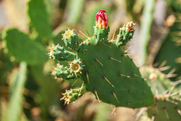 photo of a cactus with red flowers