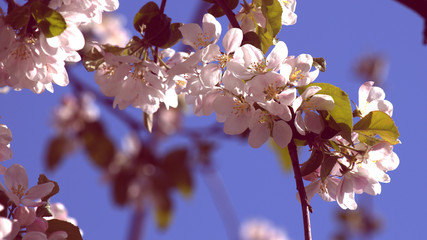 Obraz na płótnie Canvas Image of blossoming apple tree flowers on a blue background