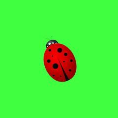 Ladybug on a green background, vector illustration,

