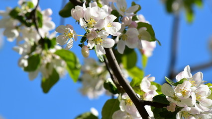 Image of blossoming apple tree flowers on a blue background