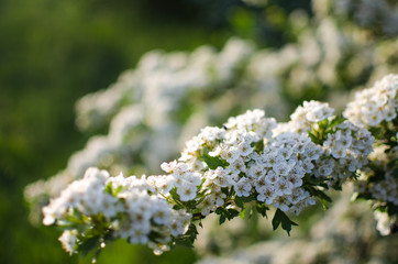 Lovely delicate cherry blossom in warm spring weather for background