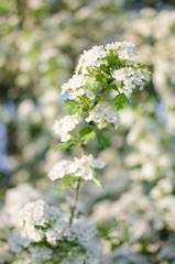 Lovely delicate cherry blossom in warm spring weather for background