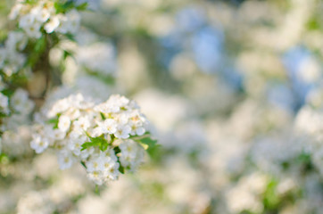 Lovely delicate cherry blossom in warm spring weather for background