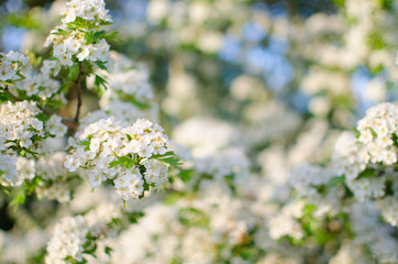 Lovely delicate cherry blossom in warm spring weather for background