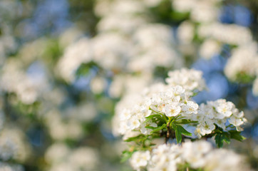 Lovely delicate cherry blossom in warm spring weather for background