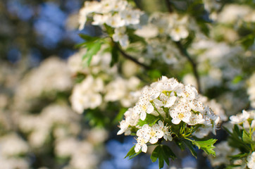 Lovely delicate cherry blossom in warm spring weather for background