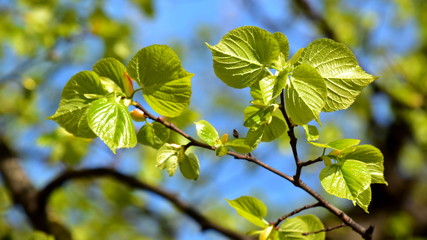Fototapeta na wymiar Young green leaves of a linden in spring against the blue sky