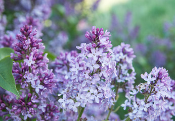 Fototapeta premium Spring branches of blossoming lilac