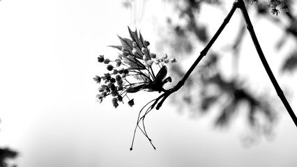 Twig blossoming maple in black and white colors