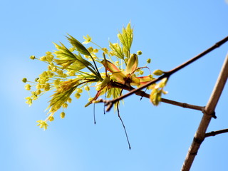 Green young maple branches lit by the sun sway in the wind on a blue background