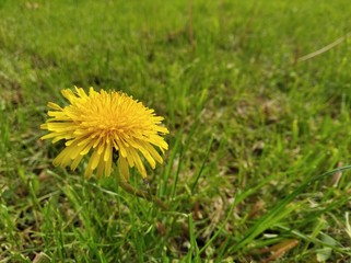 yellow dandelion in the green grass