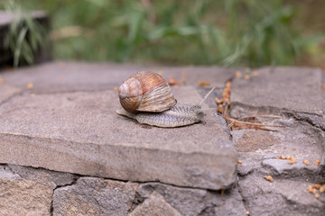 Big snail lives in nature