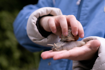 A large snail is held in the hands of a child
