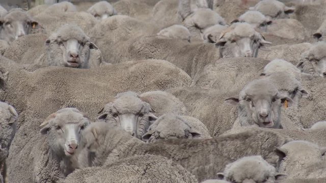 Herd of merino sheep in their pen waiting to be sheared Wool