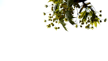 Green young maple branches lit by the sun sway in the wind on a white background. There is a place for text