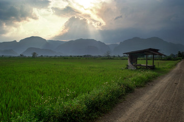 Rice fields and mountain landscape When the sun sets The beauty of nature Natural growth
