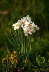 Blooming white flowers in garden on background of green grass in the meadow