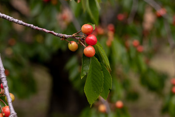 Sweet cherry on a tree, hand holds a sweet cherry