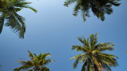 Obraz na płótnie Canvas high tropical palm trees rise above beach under scorching sun against boundless blue sky low angle shot
