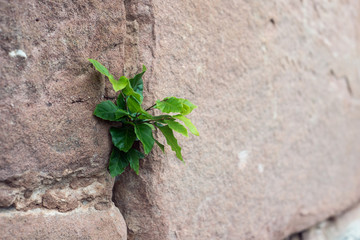 Closeup of young fagus sylvatica growing in a medieval stone wall