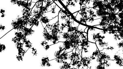 Black maple branches on a white background. 