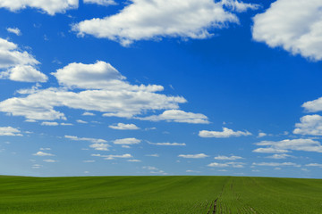 Fototapeta premium green field and sky