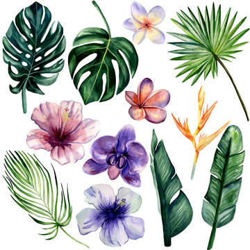 Watercolor hand painted set of 12 bright tropical flowers and leaves: hibiscus, orchid, plumeria, heliconia, monstera, banana tree and palm. Colorful tropical illustrations for trendy design.