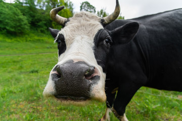 Close up portrait the cow is grazing on a green meadow.
