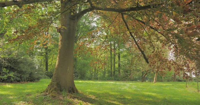 Magnifique arbre dans un parc 
